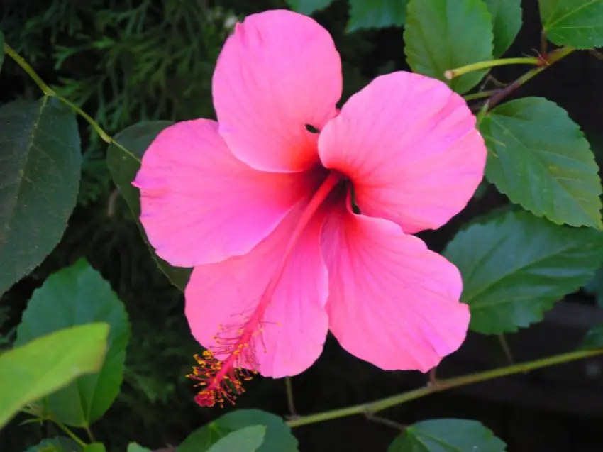 Как да се храни Hibiscus arborescens