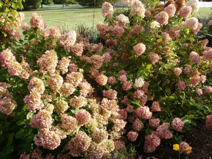 Hydrangea panicula