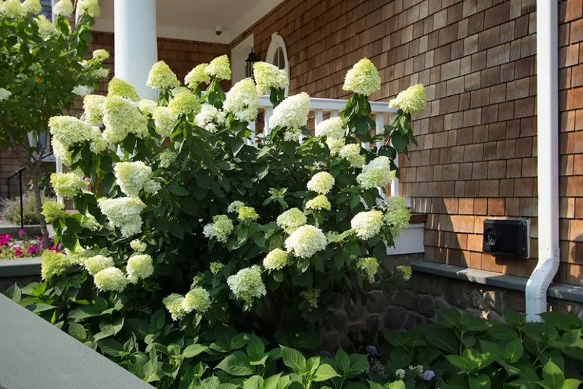 Hydrangea melodiate limelight