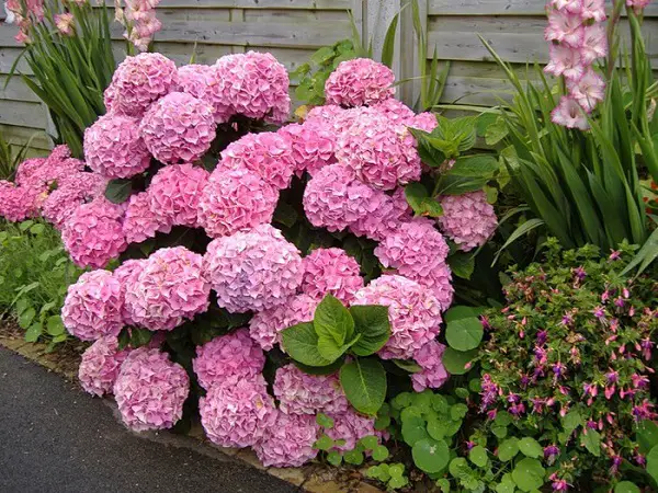 hortenzia paniculata ванилия ягода