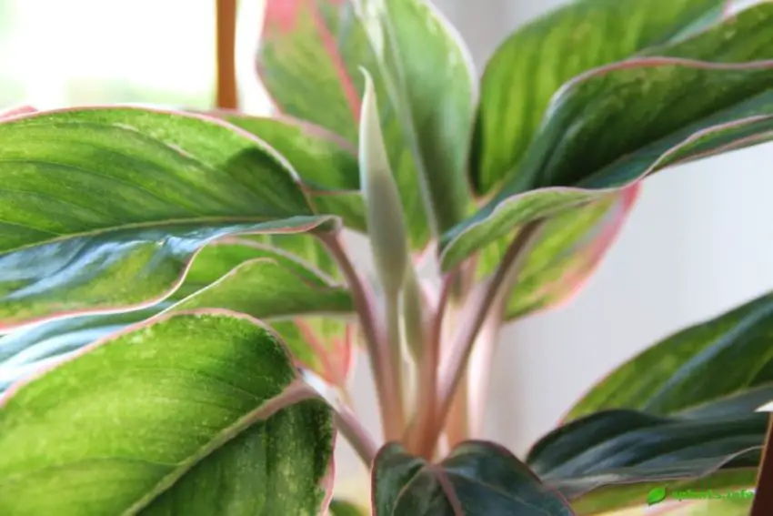 aglaonema петнист