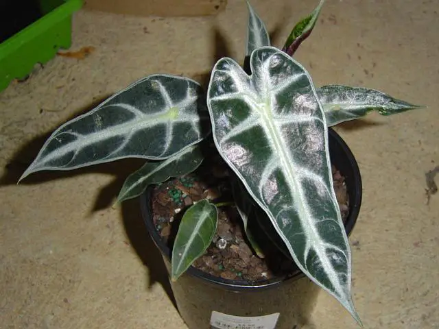 alocasia polli 