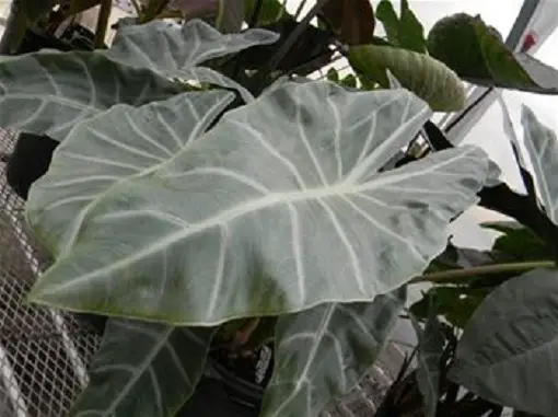 растение alocasia