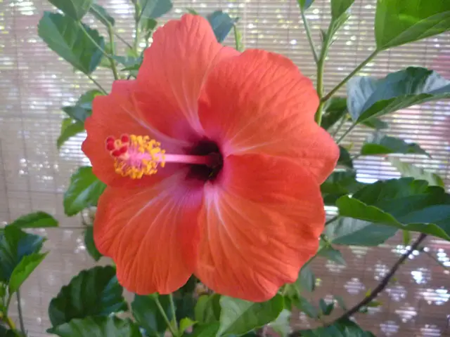 Отглеждане на Hibiscus herbaceus