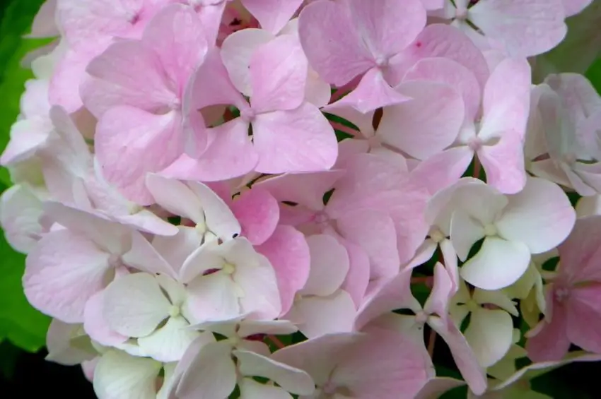 Hydrangea meotericum Магическа свещ 