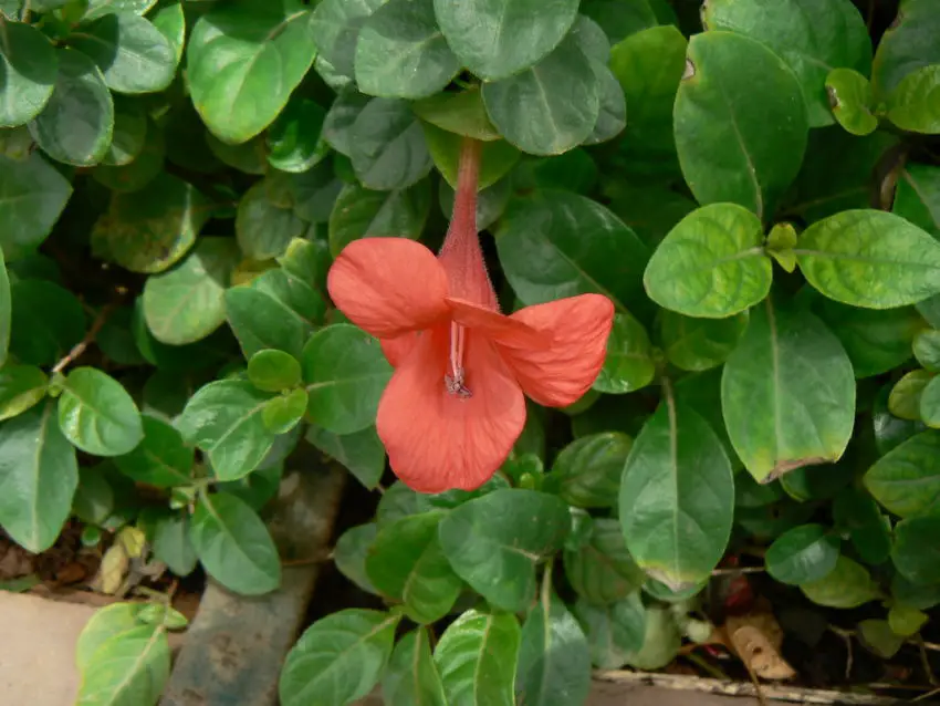 снимка на Barleria