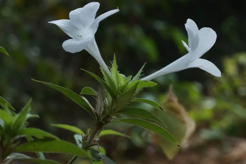 снимка на barleria