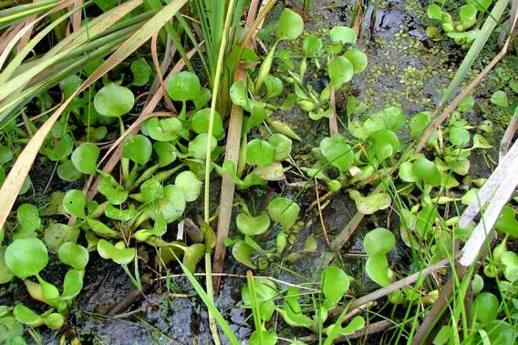 Eichhornia воден хиацинт