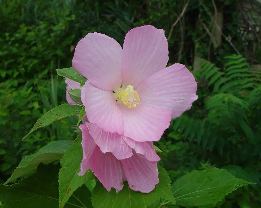 Отглеждане на Hibiscus herbaceus