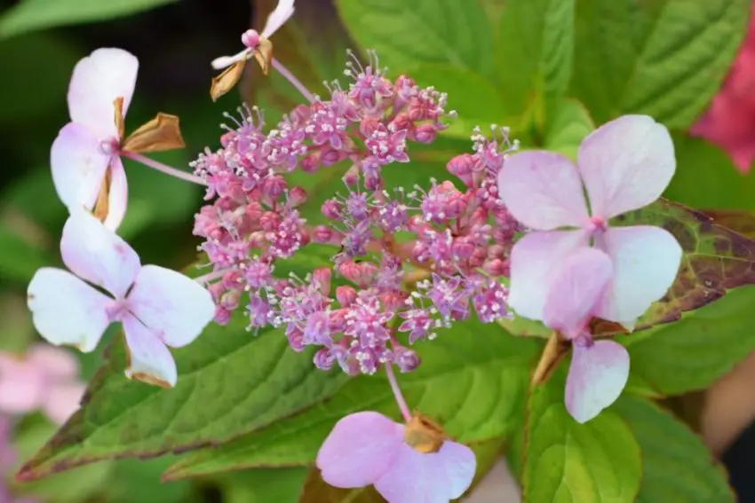 Засаждане и грижа за Hydrangea serrated bluebird