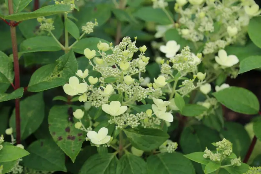 hortenzia paniculata early sensation