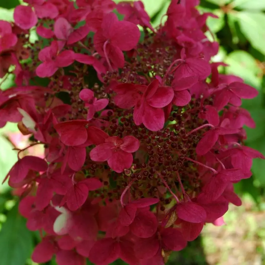 hydrangea paniculata wim