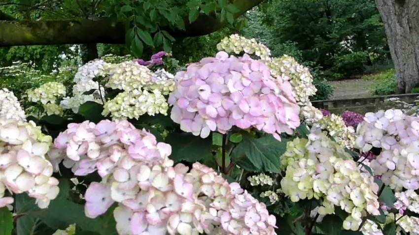  Hydrangea назъбена bluebird засаждане и грижа