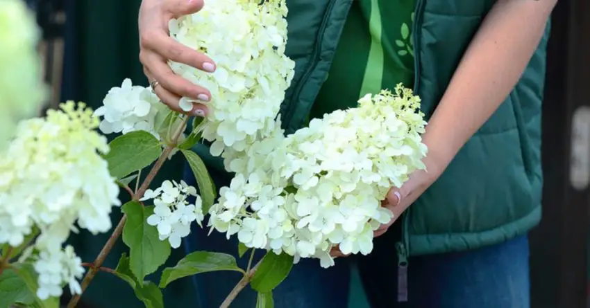 Hydrangea мелодична полярна мечка