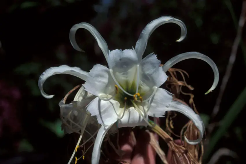 Отглеждане на Hymenocallis