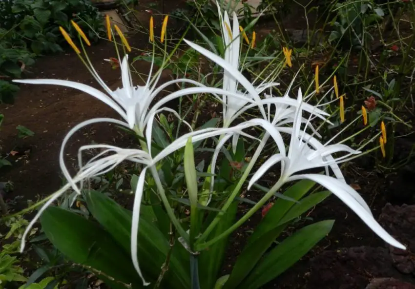 Грижа за Hymenocallis у дома 