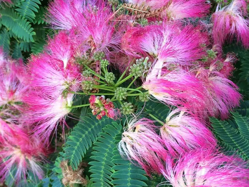 Отглеждане на Albicia lancorana в домашни условия