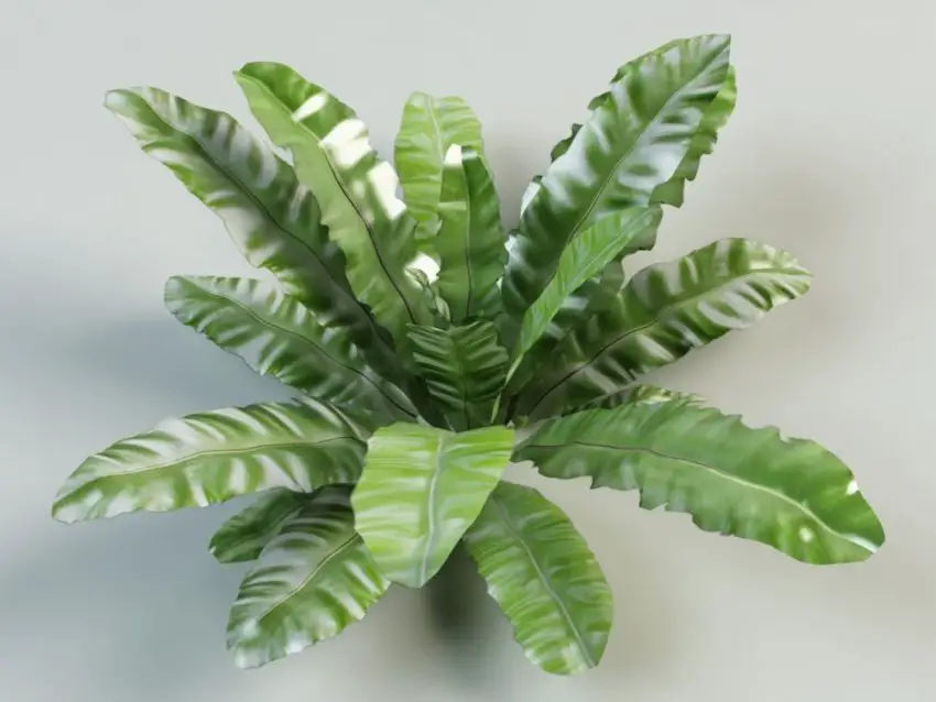 снимки на asplenium