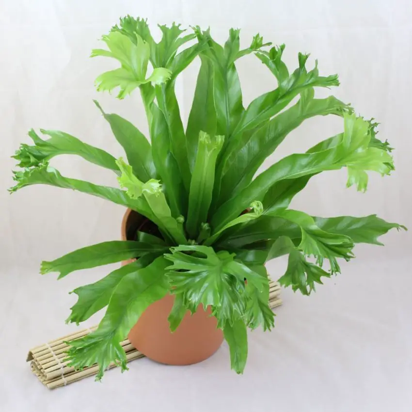 Папрат Asplenium