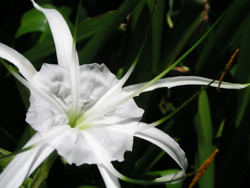 Как да се грижим за Hymenocallis у дома