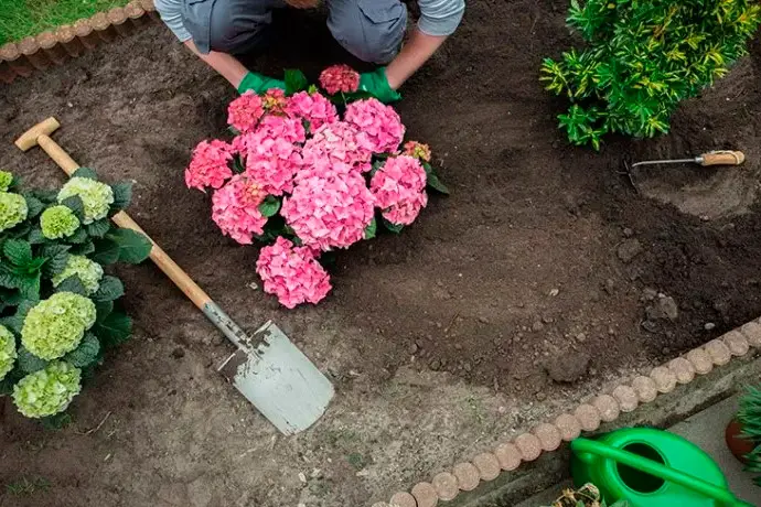 Домашна грижа за розови хортензии