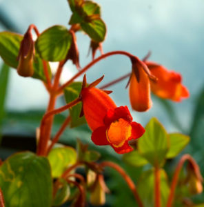 Gloxinia правилна грижа