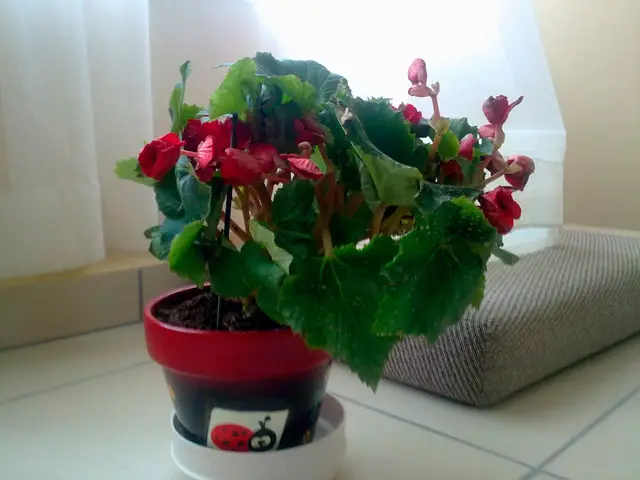 Begonia elatior: грижа и размножаване