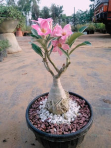 Adenium как да цъфти у дома