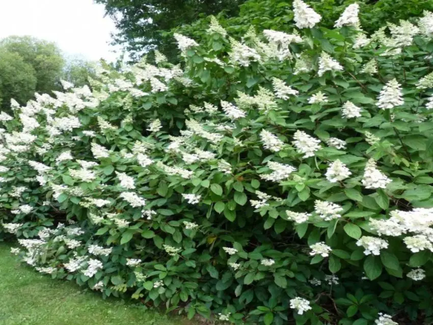 Как да се грижим за Hydrangea melodifolia Tardiva