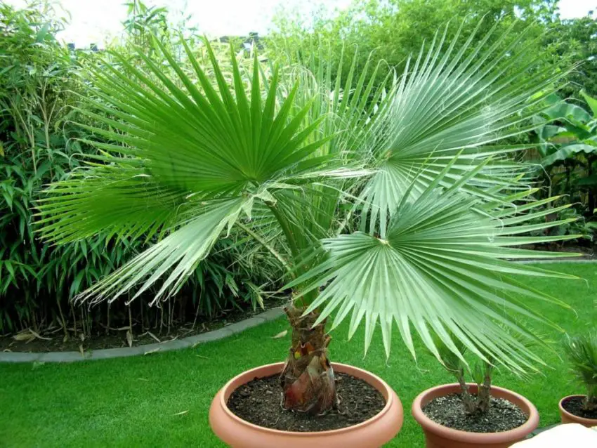 Washingtonia nitensis: Как да се грижим за растението