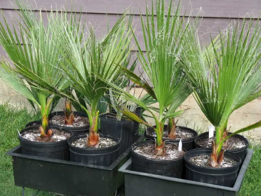 Washingtonia nitensis: Как да се грижим за растението