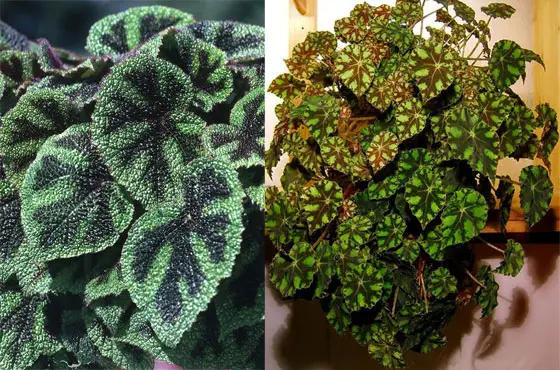 Begonia ornamentalis: сортове, инструкции за грижа, размножаване