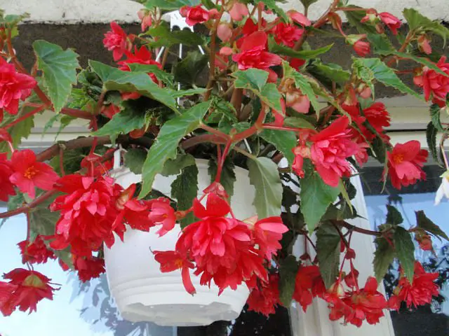 Begonia ampelina: отглеждане и грижи за нея у дома