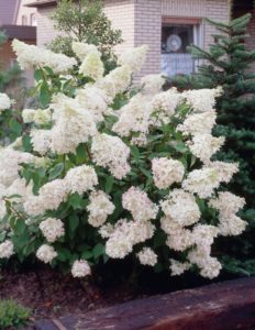 Грандиозна хортензия (Hydrangea grandiflora)