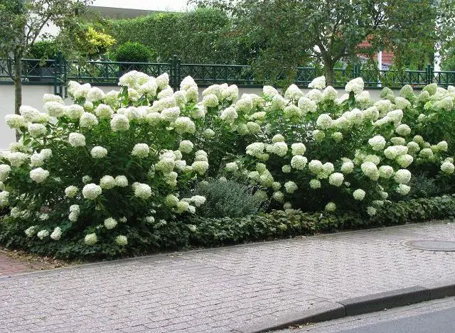 Hydrangea grandiflora: Описание на сорта, засаждане и грижа