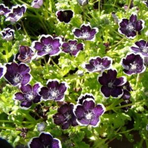 Nemophila: видове, засаждане, отглеждане и грижи