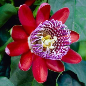 Passiflora: видове, полезни свойства, засаждане и грижи