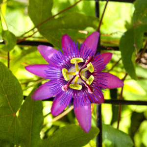 Passiflora: видове, полезни свойства, засаждане и грижи