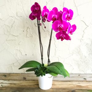 Орхидея Phalaenopsis: видове, грижи и размножаване, болести и вредители