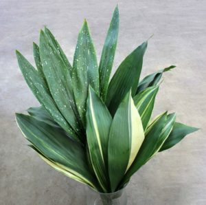 снимка на aspidistra