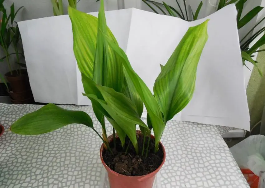 Aspidistra снимка