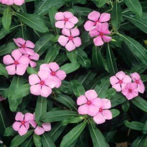 Catharanthus: Описание, размножаване, отглеждане и грижи