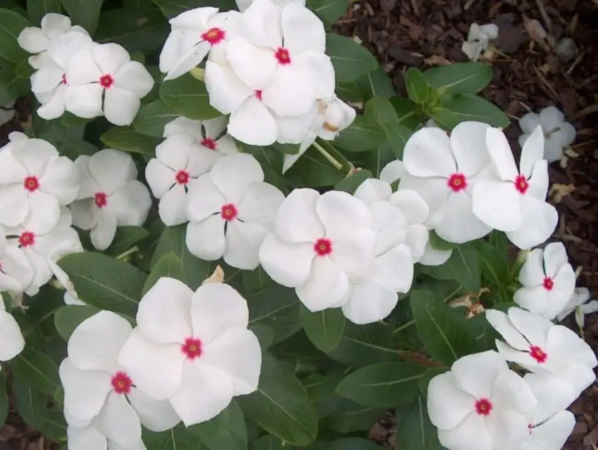 Catharanthus: Описание, размножаване, отглеждане и грижи