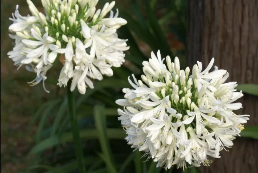 Agapanthus: правила за засаждане, грижа и размножаване