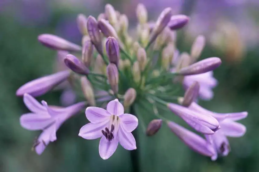 Agapanthus: правила за засаждане, грижа и размножаване