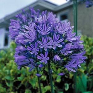 Agapanthus: правила за засаждане, грижа и размножаване