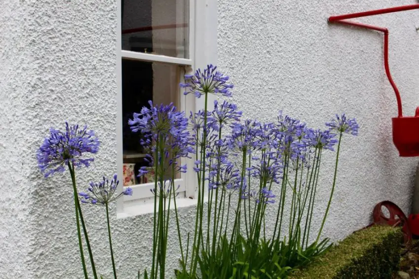 Agapanthus: правила за засаждане, грижа и размножаване