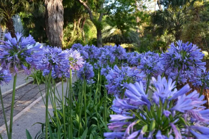 Agapanthus: правила за засаждане, грижа и размножаване