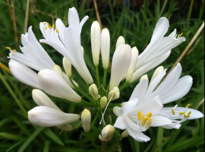 Agapanthus: правила за засаждане, грижа и размножаване