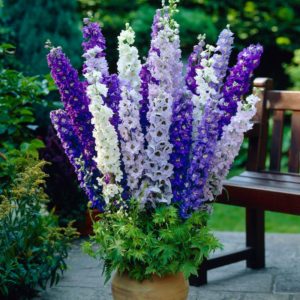 Delphinium: засаждане, отглеждане и грижи